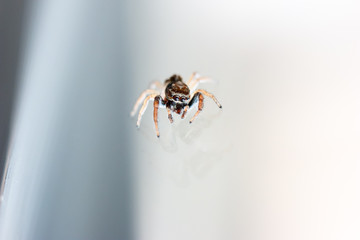 Common small jumping house spider close up shot on kitchen window shallow depth of field