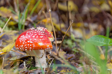 Fly amanita in autumn in forest, Finland