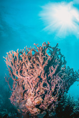 Fototapeta na wymiar Underwater shot of colorful coral reef in clear blue water