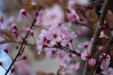 Kirschblüte, Kirschblütenfest, 2020