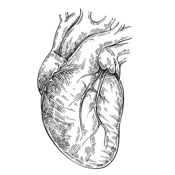 Sketch Ink Human heart. Engraved Anatomical heart illustration