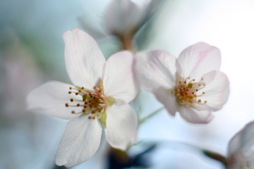 In the light blue sky in spring, there is a beautiful peach blossom