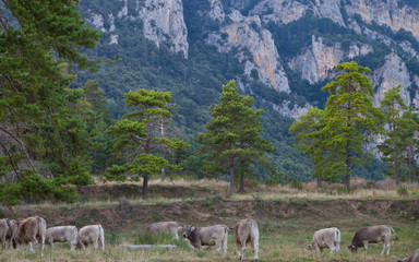Fototapeta premium Terneros (vacas) pastando en el Berguedà, Barcelona, Catalunya