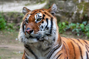 Fototapeta na wymiar Tigre du Bengale en portrait