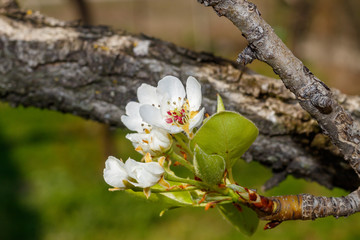 Pear Tree in Spring Blossom