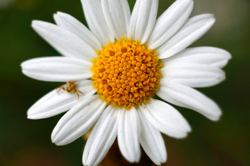 A close-up shot of a white chrysanthemum and yellow stamens, and a spider next to him is patiently waiting for insects to come to his meal