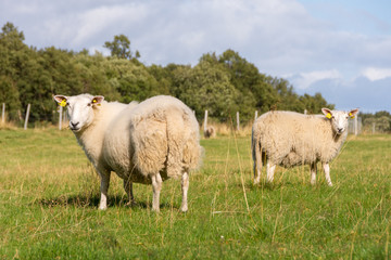 Obraz premium white sheep in Norway in summer