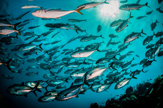Underwater image of schooling fish in clear blue ocean