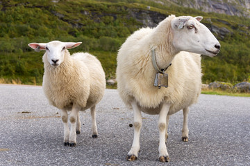 white sheep in Norway in summer