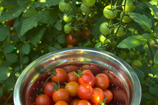 Tomatenernte	