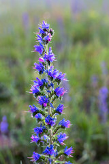 closeup purple blue aromatic flower bloom of Agastache garden herb from hyssop and mint family. Nature floral background