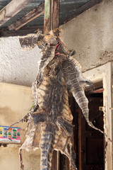 Crocodile skins as healing materials hanging outside a local herbal shop in Stone town, Tanzania