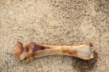 Smoked and marinated beef leg bone dog toy snack on isolated,Animal boneson the ground.