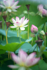 The garden pond is full of beautiful pink-white lotus