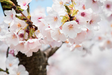 青空を背景にした満開の桜のクローズアップ画像