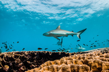 Reef Sharks schooling among colorful coral reef in clear blue ocean