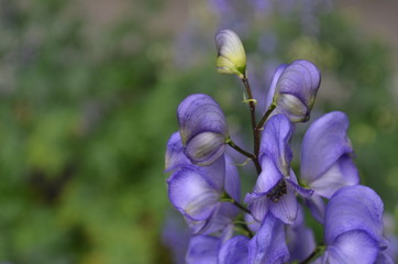 
high-quality photos of the flower Aconitum . Beautiful lilac and purple gamma. Close-up. perfect...