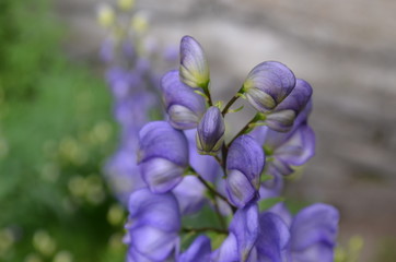 
high-quality photos of the flower Aconitum . Beautiful lilac and purple gamma. Close-up. perfect...