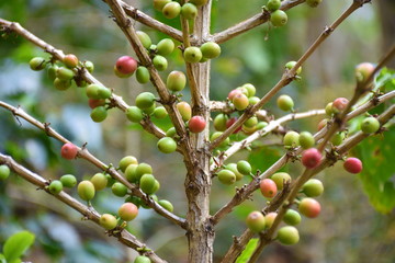 Coffee berries red green on branch and leaves in frame.