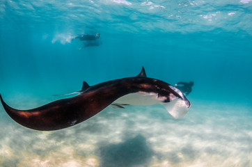 Manta Ray swimming in the wild with people swimming and observing from the surface