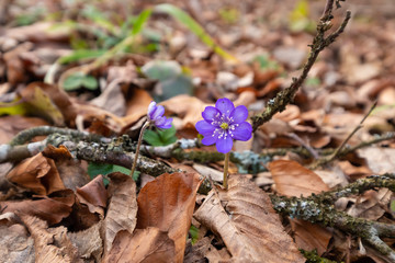Fototapeta premium Frühlingserwachen: Blühende Leberblümchen (lat.: Hepatica nobilis) im Frühling