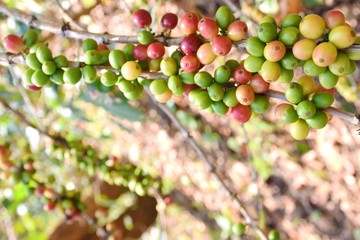 Coffee berries red green on branch and leaves in frame.