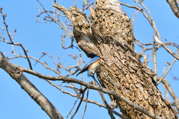 Male Eastern Bluebird (Sialia sialis) entering nesting hole in Texas mesquite tree