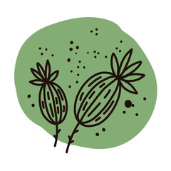 Plants and botanical illustrations on a white background. Pastel delicate colors. Vector floral set. Herbal Collection