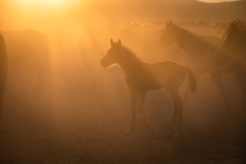 Obraz na płótnie Canvas Free horses, left to nature at sunset. Cappadocia, Turkey