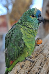 A green parrot nibbles on dried apricot.