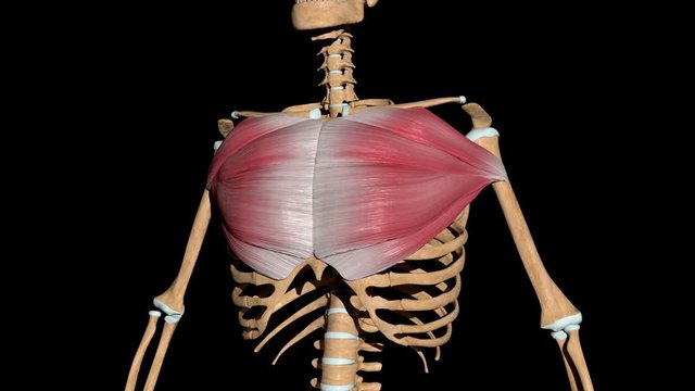 Pectoralis Major Muscles on Skeleton