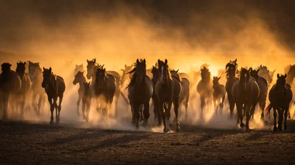 Afwasbaar Fotobehang Paard Vrije paarden, bij zonsondergang aan de natuur overgelaten. Cappadocië, Turkije