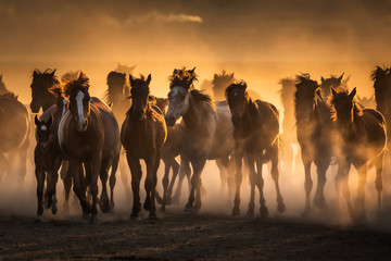 Dzikie konie o zachodzie słońca, Kapadocja, Turcja