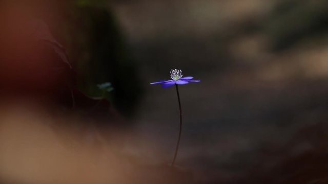 Flower hepatica transsilvanica in the forest