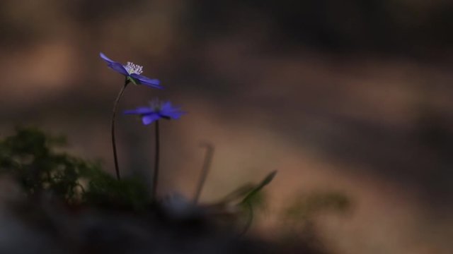 Flower hepatica transsilvanica in the forest