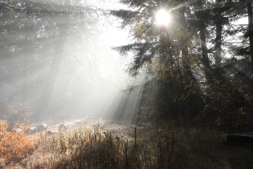 Fog sun light through pine trees fall landscaing  with cut down fire wood.