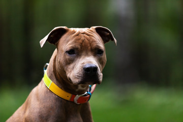 Adorable red dog walks outdoor at summer