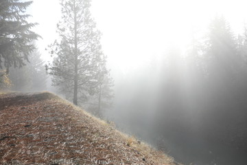 Foggy day with fall river and forest landscape with road for running.