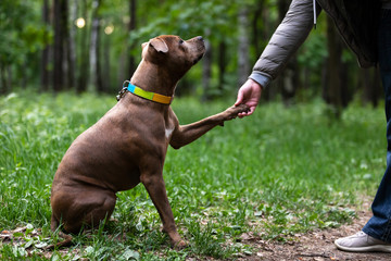 Adorable red dog walks outdoor at summer