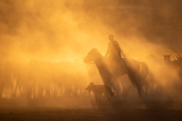 Free horses, left to nature at sunset. Cappadocia, Turkey