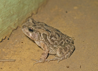 A toad of the genus Sclerophrys, a genus of 