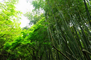 Fototapeta na wymiar 木と竹の自然豊かな森の中