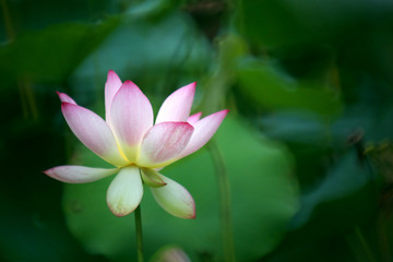 A blooming pink-white lotus in the summer pond, the very beautiful figure is impressive