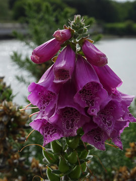 Digitalis Purpurea Clusters Of The Bloomed Plant Focused Part Near The Water.