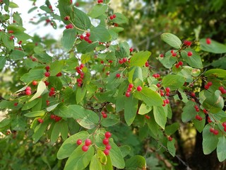 berry