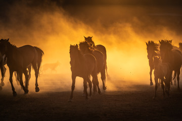 Naklejka na ściany i meble Free horses, left to nature at sunset. Cappadocia, Turkey