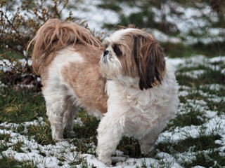 small dog on snow-covered grass, close-up, shih tzu