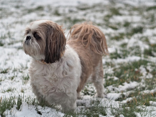 small dog on snow-covered grass, close-up, shih tzu

