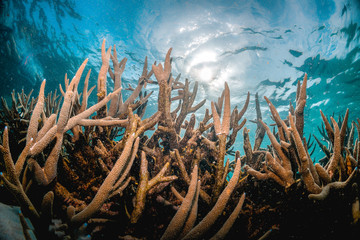 Fototapeta na wymiar Underwater Image of Colorful Coral Reef in Clear Tropical Water
