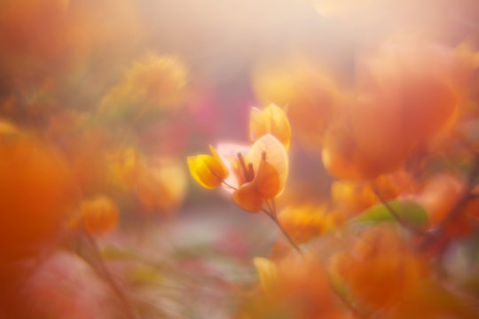 The warm sunlight in the morning shines on the bougainvillea in the garden full of orange flowers, and exudes beautiful colors that are hazy and soft
